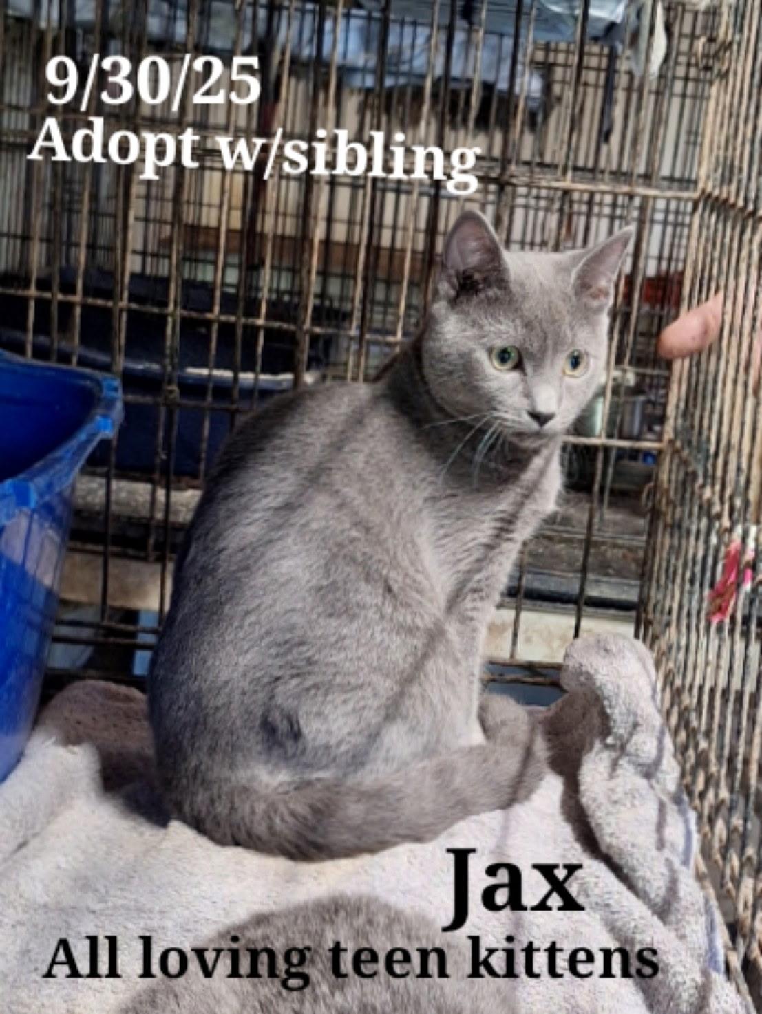 Enlarge Charlie   Pretty Girl, a Adoptable Russian Blue in Staunton, VA image 6/6