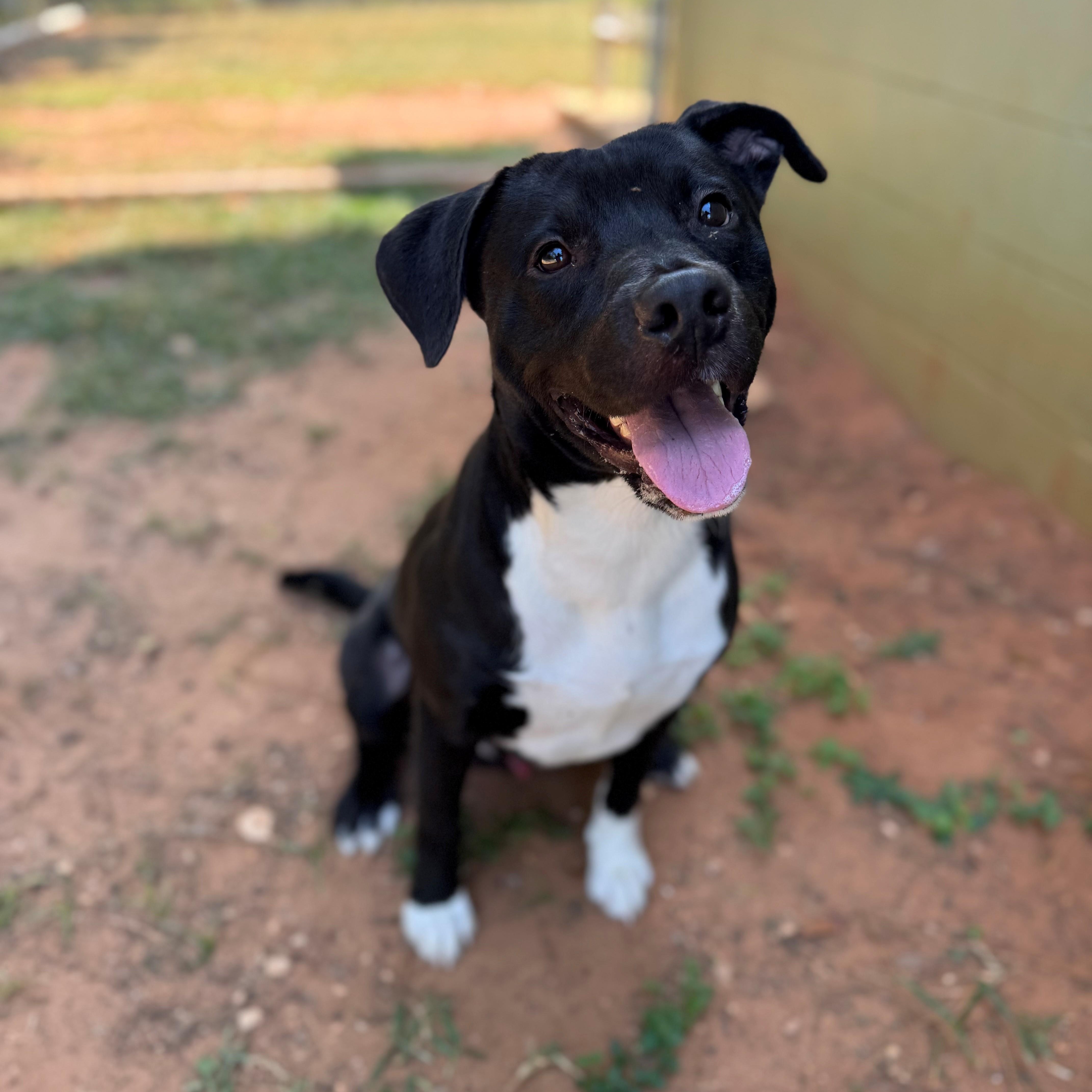 Wayne, ADOPTABLE, Adult Male Mixed Breed.
