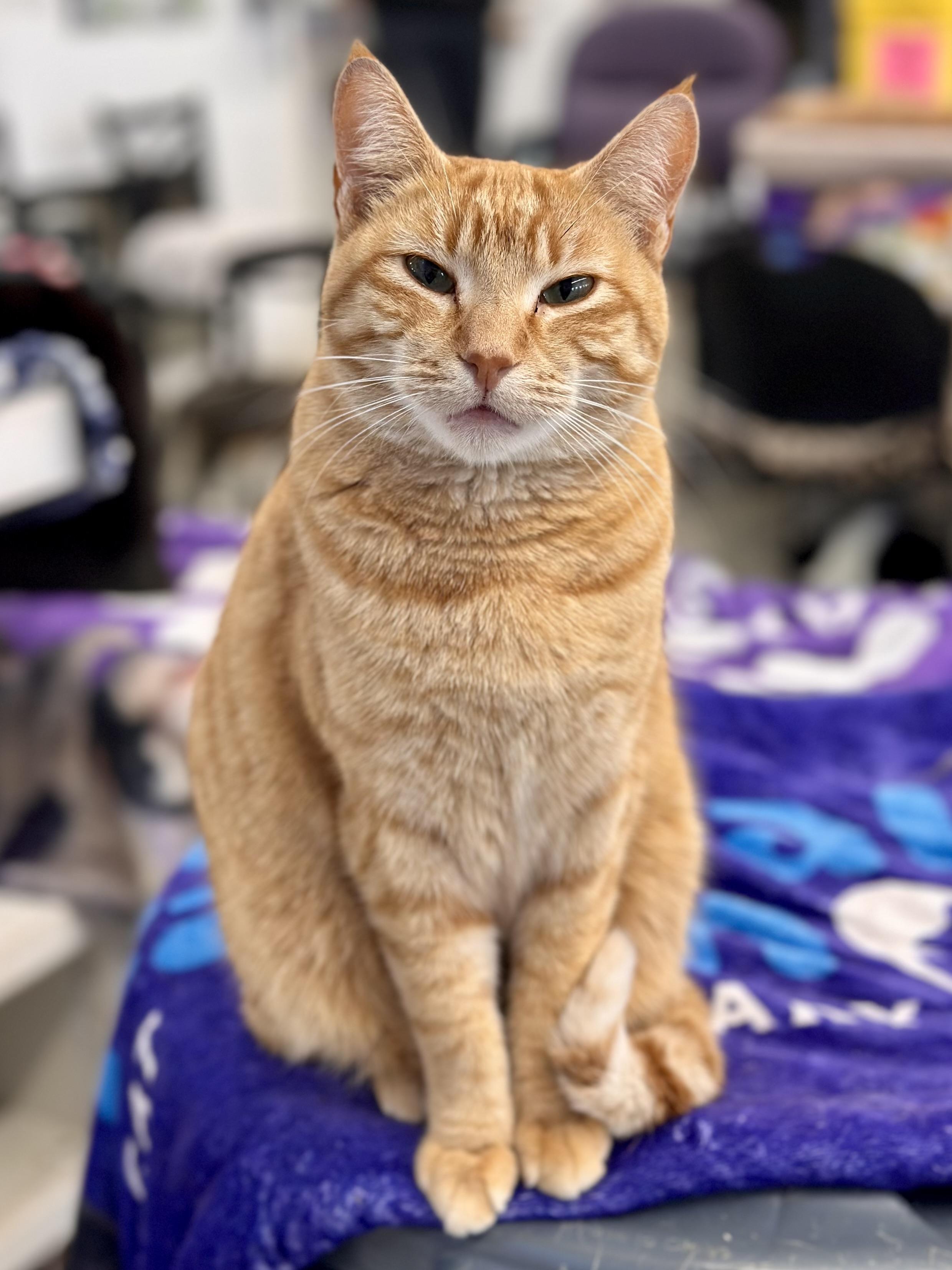 Strawberry, a ADOPTABLE Domestic Short Hair in Faribault, MN image 2/5