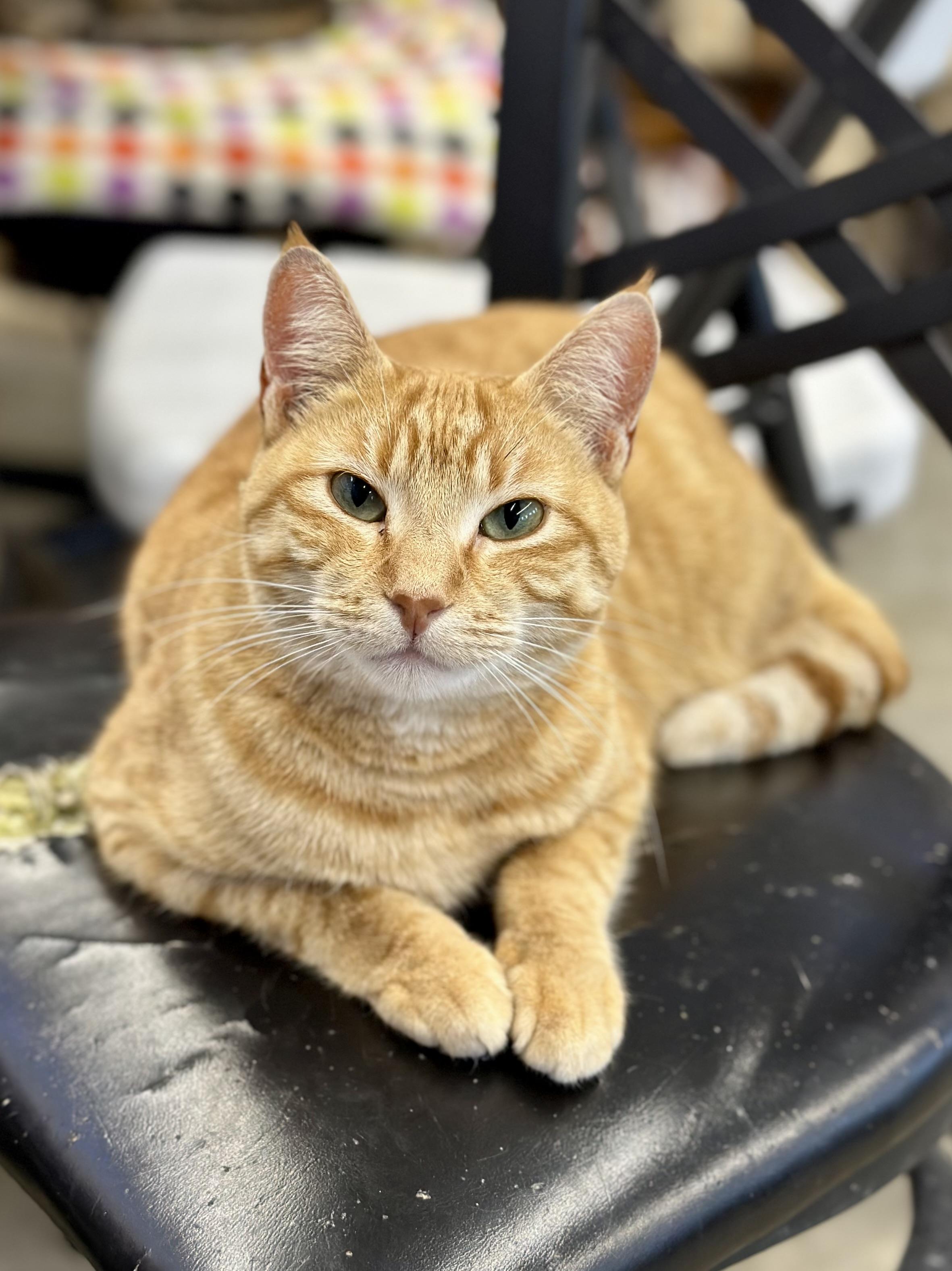 Strawberry, a ADOPTABLE Domestic Short Hair in Faribault, MN image 1/5
