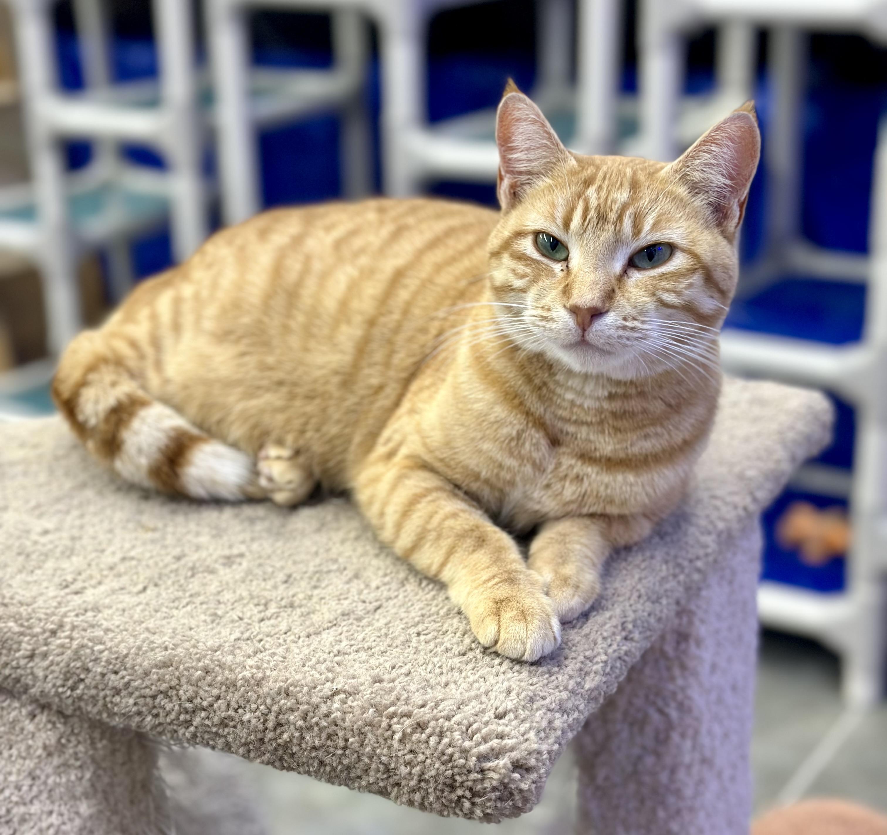 Strawberry, a ADOPTABLE Domestic Short Hair in Faribault, MN image 5/5