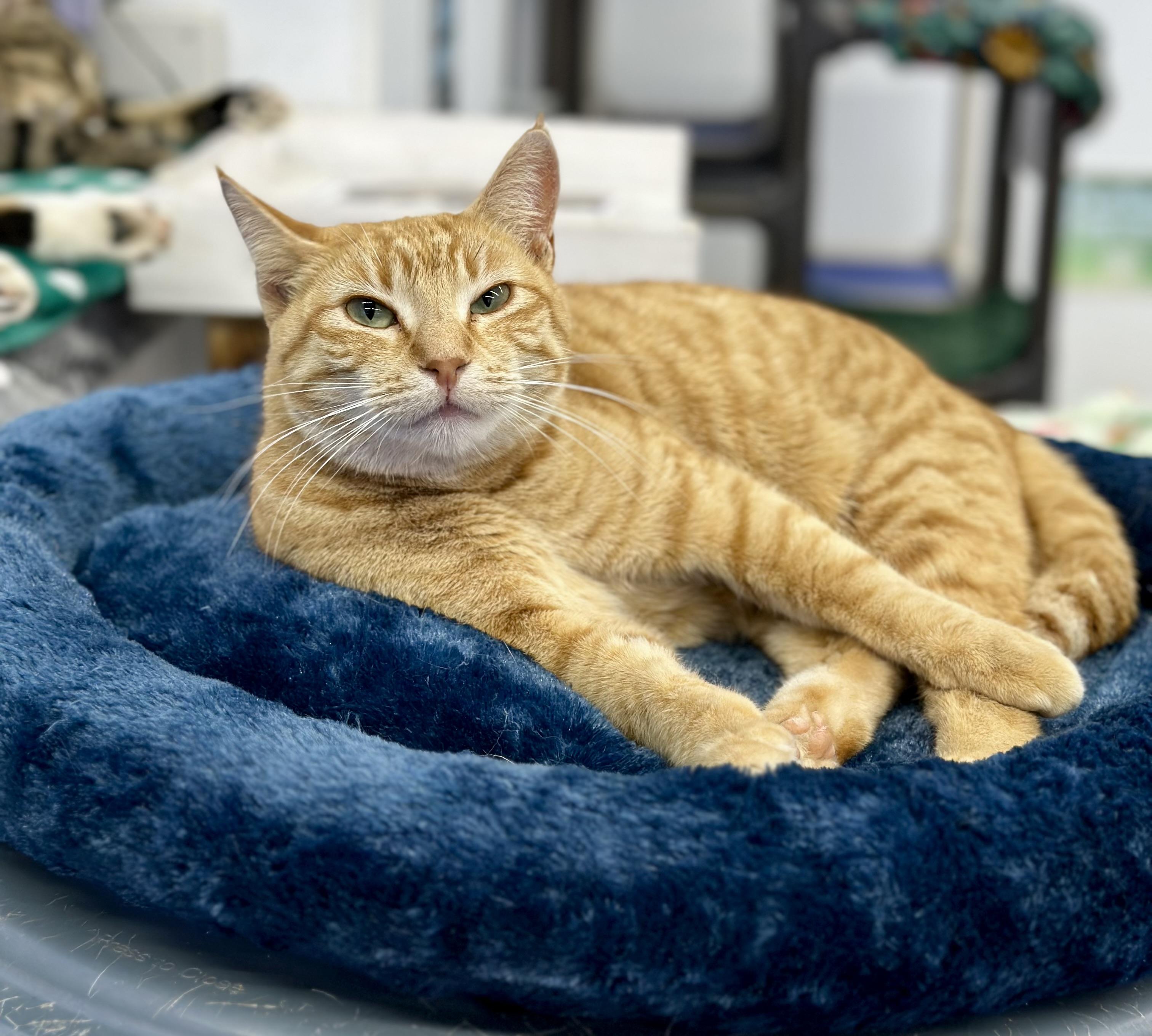 Strawberry, a ADOPTABLE Domestic Short Hair in Faribault, MN image 3/5