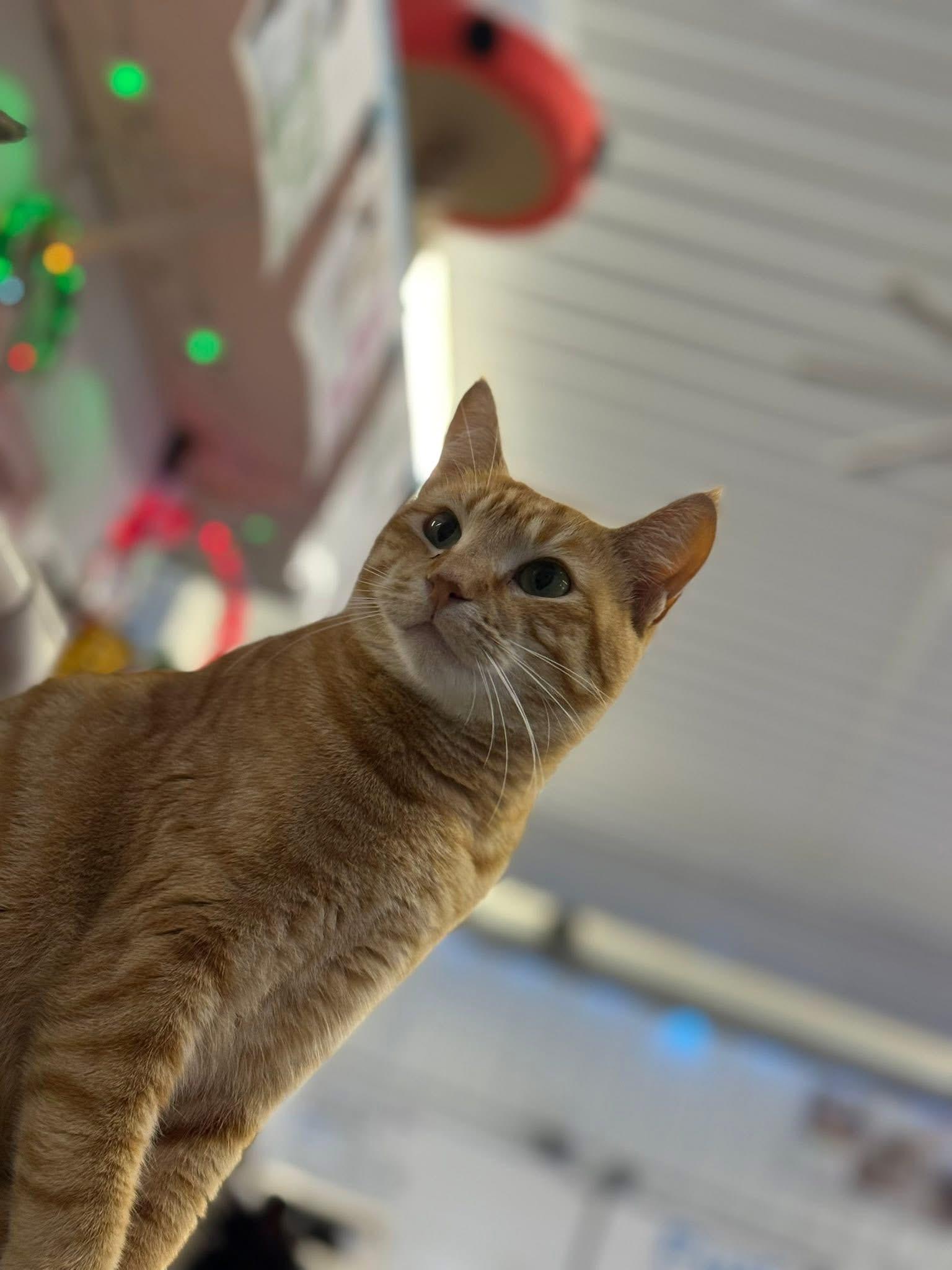 Strawberry, a ADOPTABLE Domestic Short Hair in Faribault, MN image 4/5