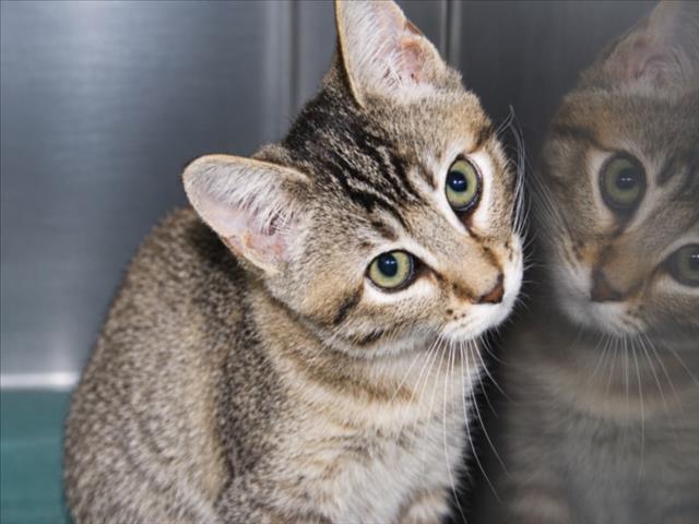 APHRODITE, Adoptable, Kitten Female Domestic Short Hair.