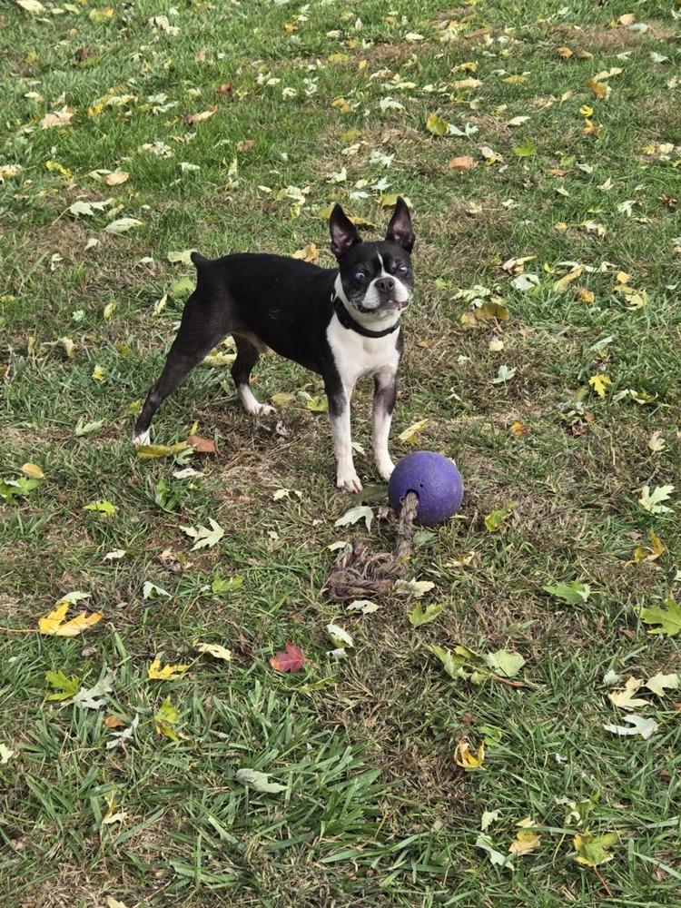 Enlarge Ziggy, a Adoptable Boston Terrier in Jackson, TN image 1/6