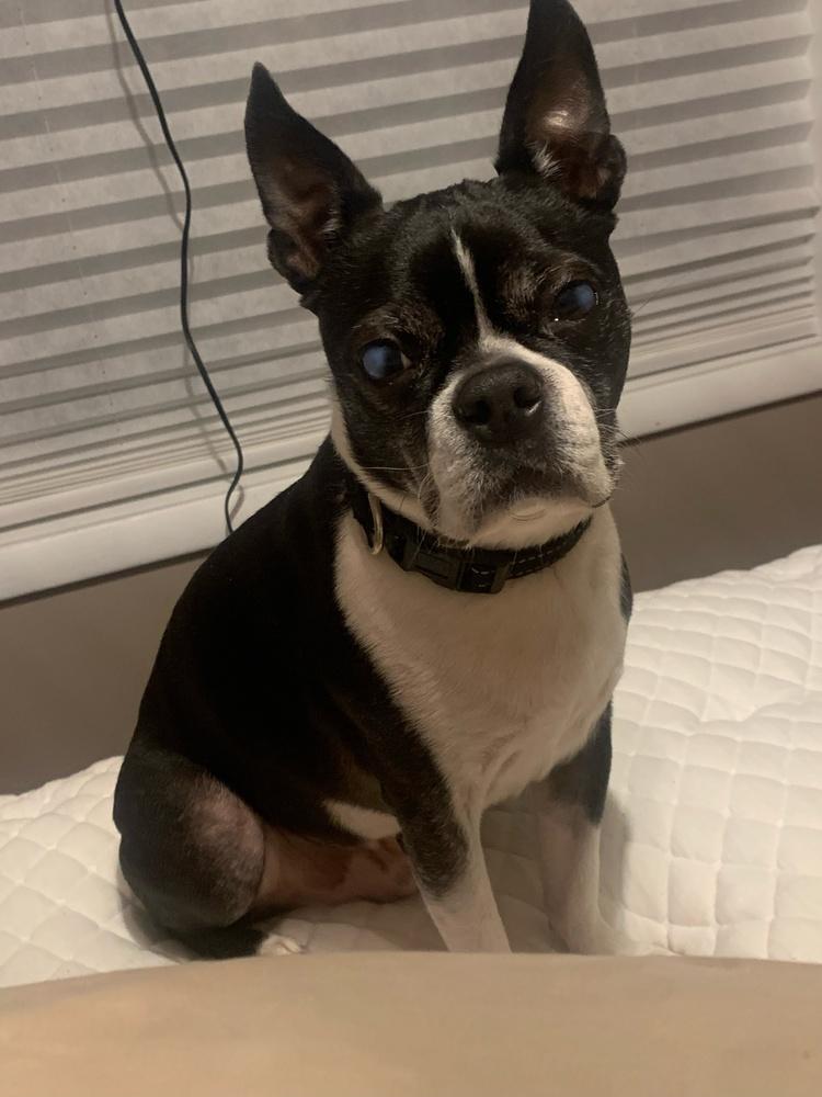 Enlarge Ziggy, a Adoptable Boston Terrier in Jackson, TN image 2/6