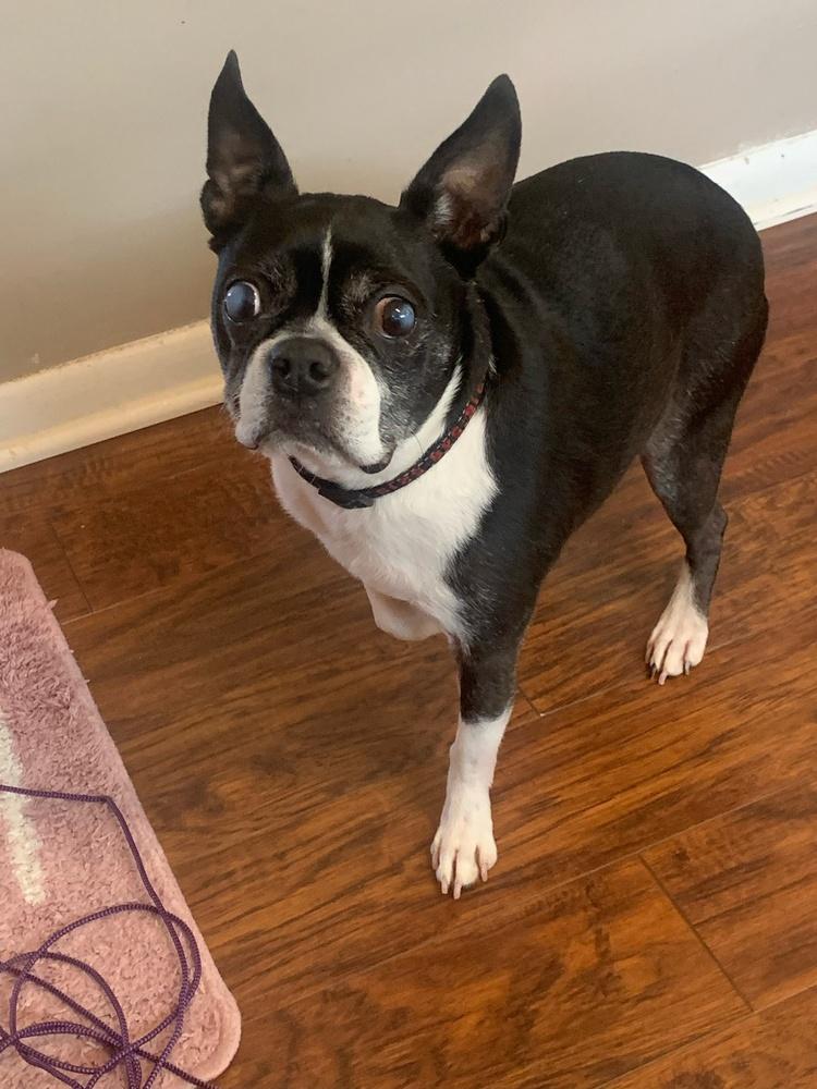Enlarge Ziggy, a Adoptable Boston Terrier in Jackson, TN image 3/6