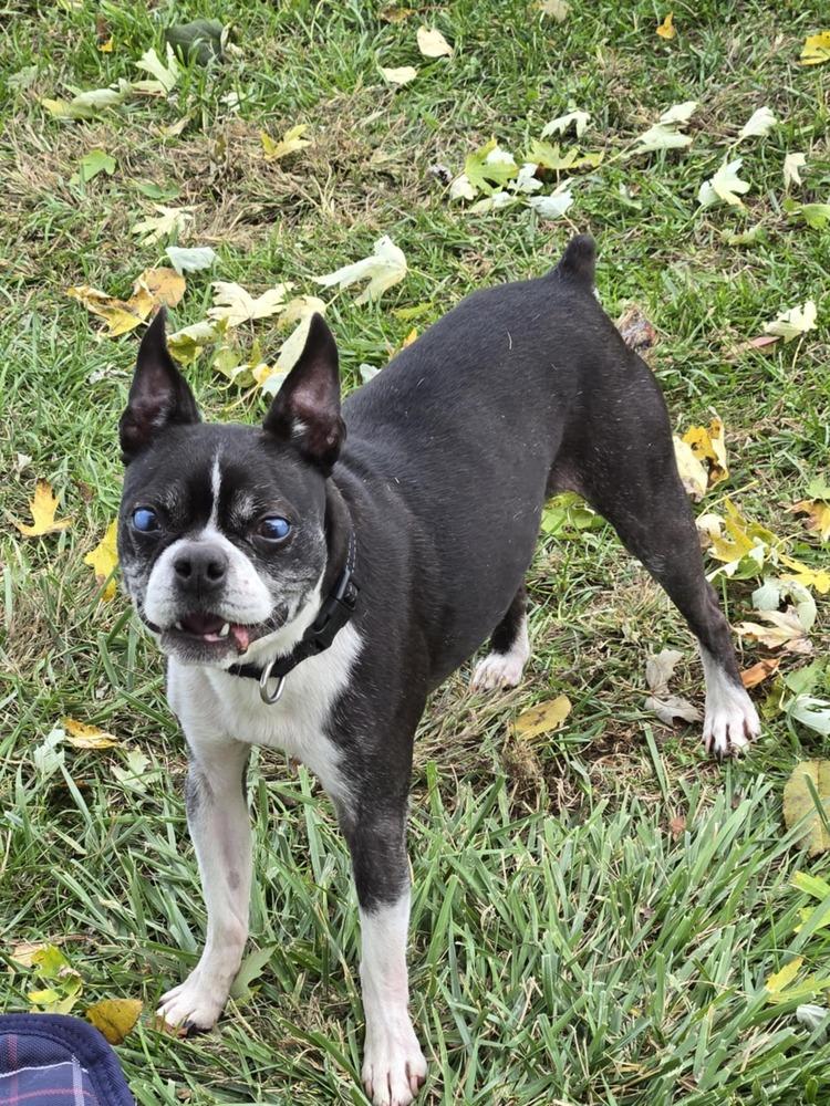Enlarge Ziggy, a Adoptable Boston Terrier in Jackson, TN image 4/6