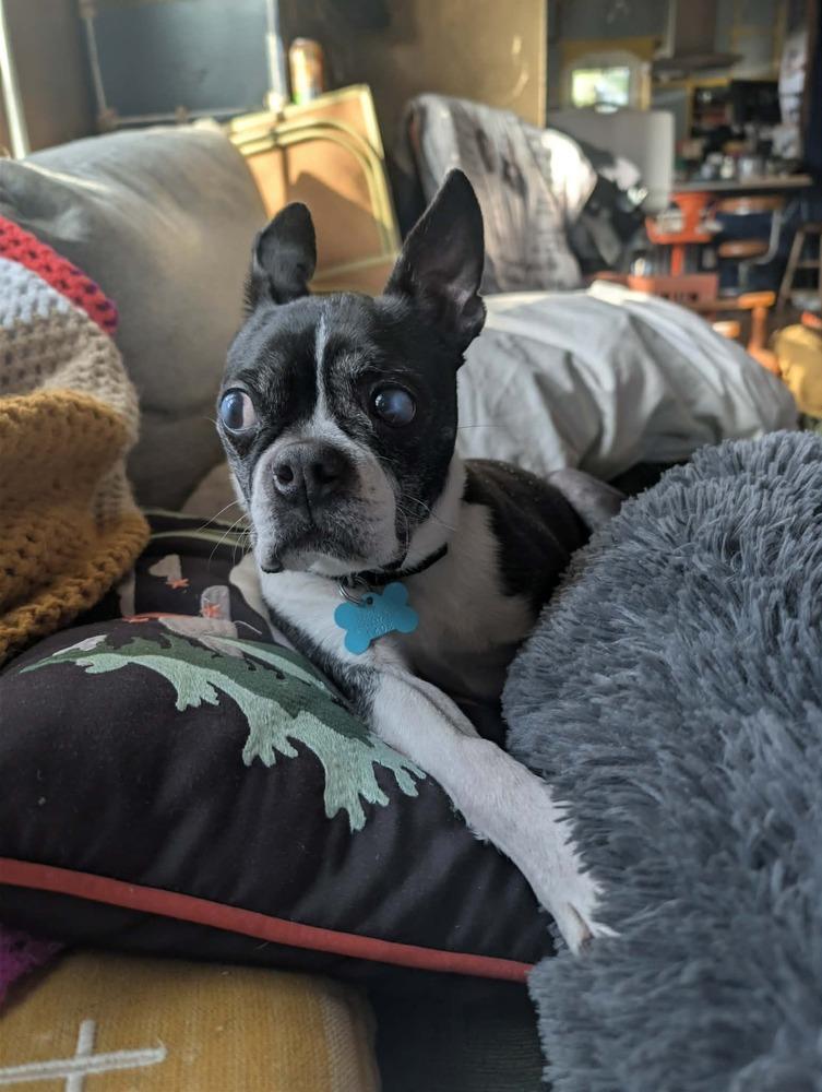 Enlarge Ziggy, a Adoptable Boston Terrier in Jackson, TN image 4/6