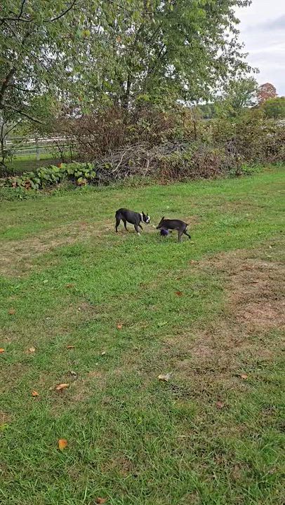 Enlarge Ziggy, a Adoptable Boston Terrier in Jackson, TN video 6/6