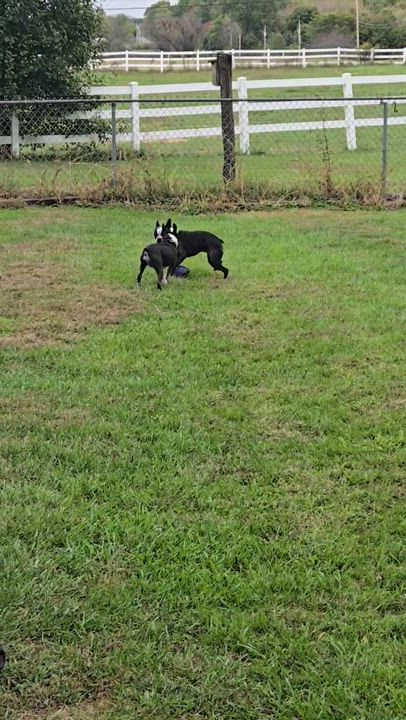 Enlarge Ziggy, a Adoptable Boston Terrier in Jackson, TN video 6/6