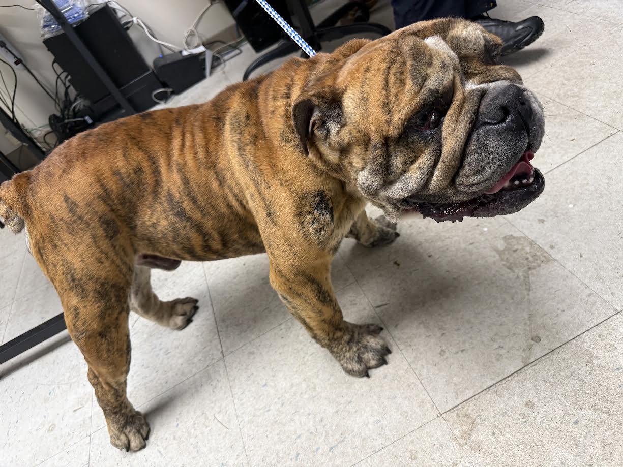 Tiger, ADOPTABLE, Adult Male English Bulldog.