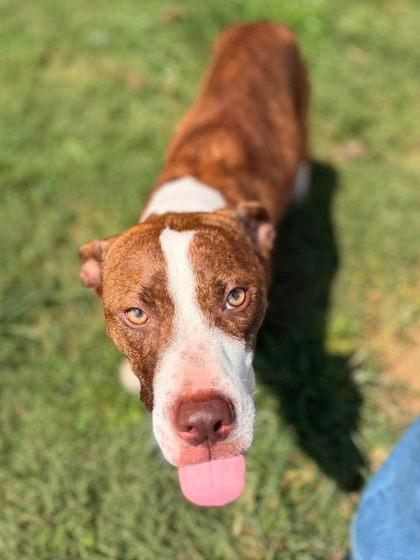 Enlarge Diamond, a Adoptable Mixed Breed in Leitchfield, KY image 1/2