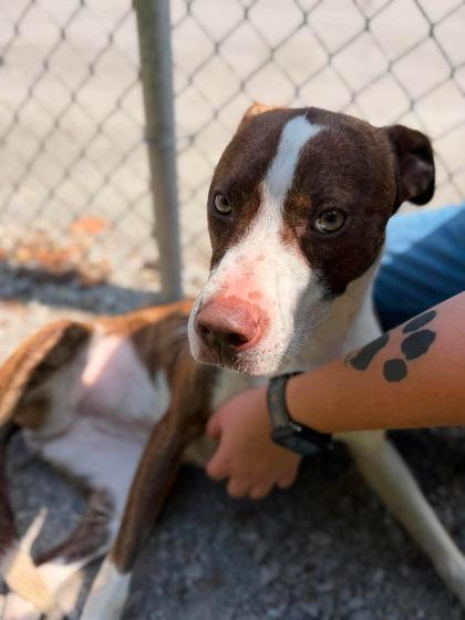 Enlarge Diamond, a Adoptable Mixed Breed in Leitchfield, KY image 2/2