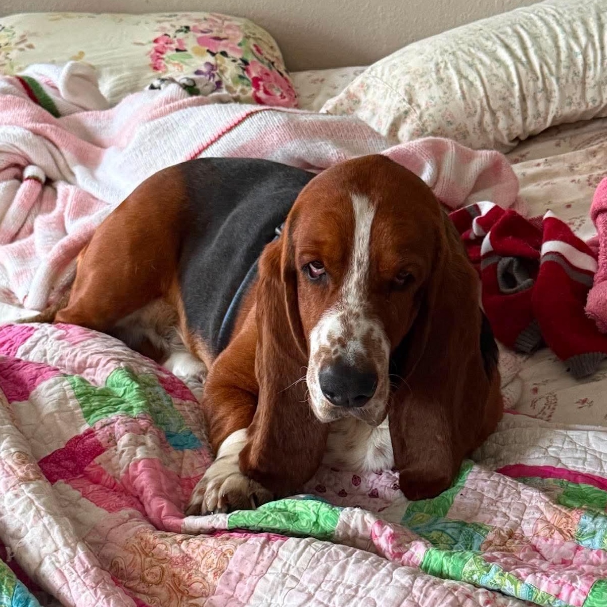 Buddy, a Adoptable Basset Hound in Knoxville, TN image 1/4