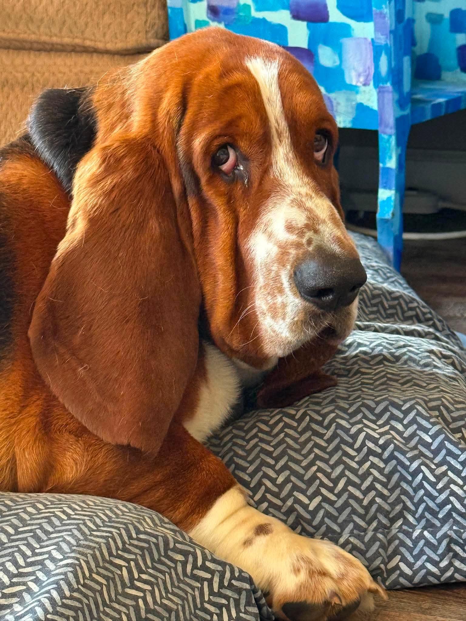 Buddy, a Adoptable Basset Hound in Knoxville, TN image 2/4