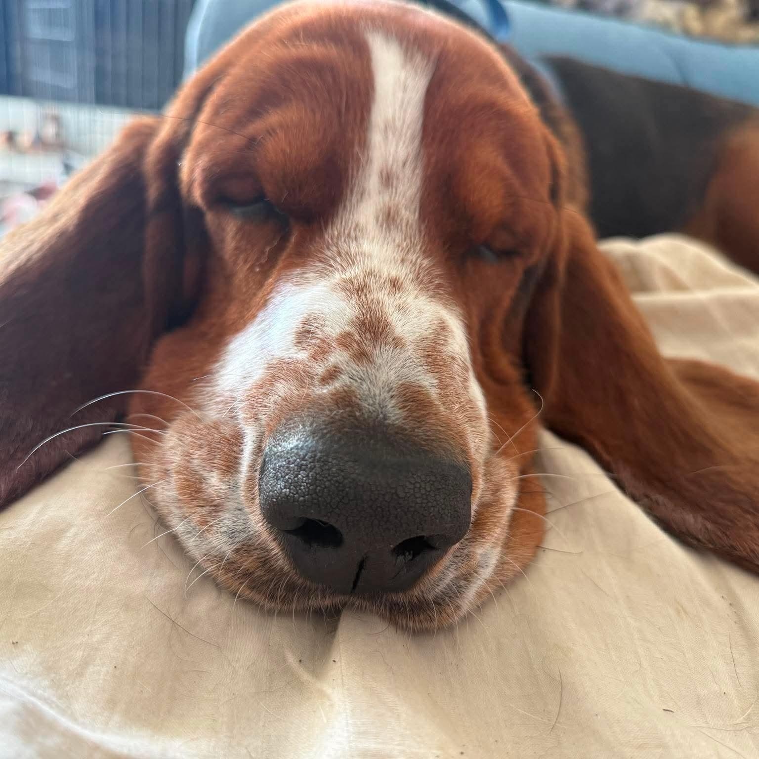 Buddy, a Adoptable Basset Hound in Knoxville, TN image 3/4