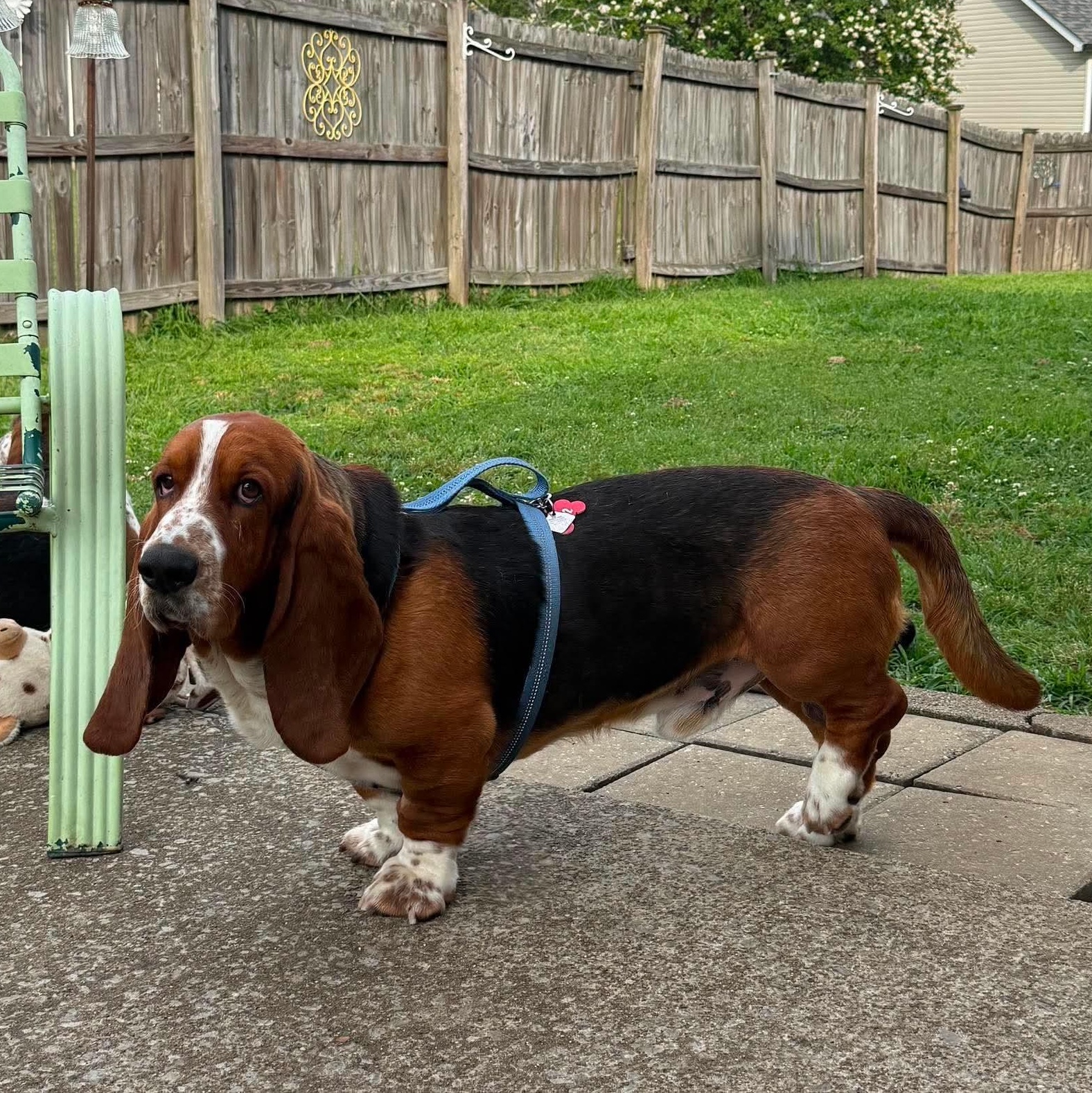 Buddy, a Adoptable Basset Hound in Knoxville, TN image 4/4