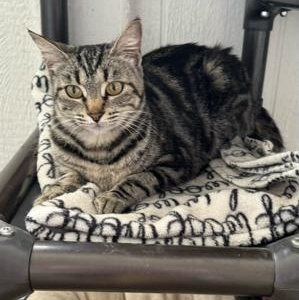 Delaney, a Adoptable Tabby in Temecula, CA image 2/2