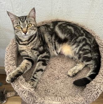 Delaney, a Adoptable Tabby in Temecula, CA image 1/2