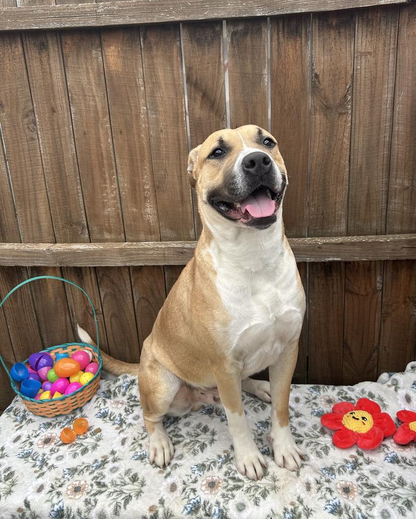 Enlarge Draco, a Adoptable Mixed Breed in New Manchester, WV image 3/6