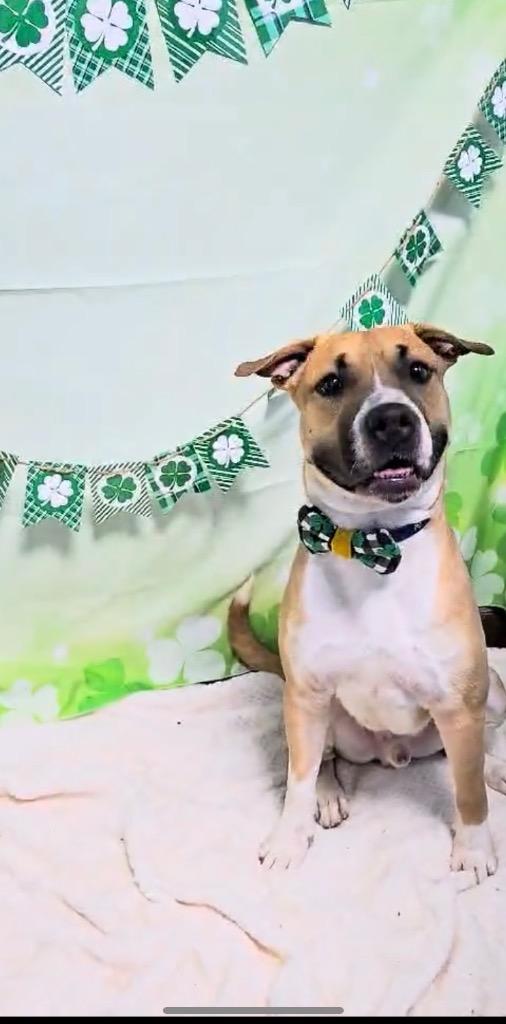 Draco, a Adoptable Mixed Breed in New Manchester, WV image 3/6