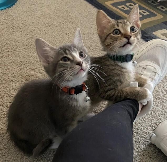 Enlarge Royce, a Adoptable mixed breed in Richardson, TX image 1/6