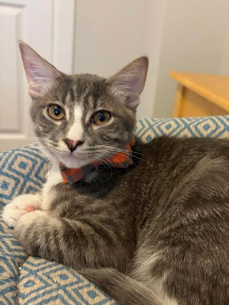 Royce, Adoptable, Kitten Male Tabby & Domestic Short Hair.