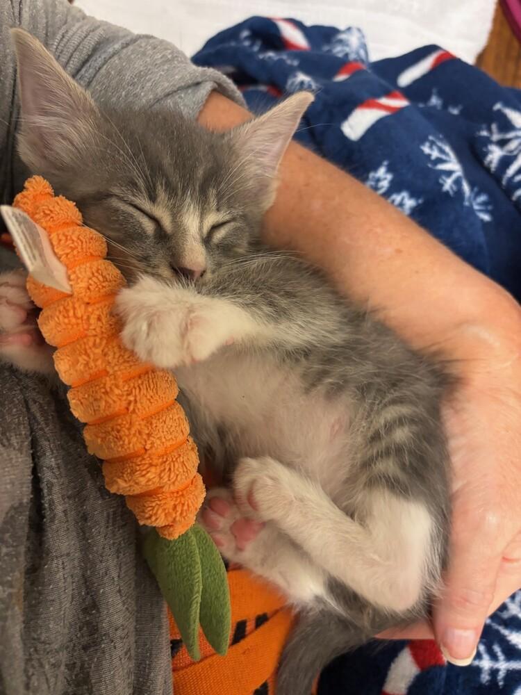 Enlarge Royce, a Adoptable mixed breed in Richardson, TX image 2/6