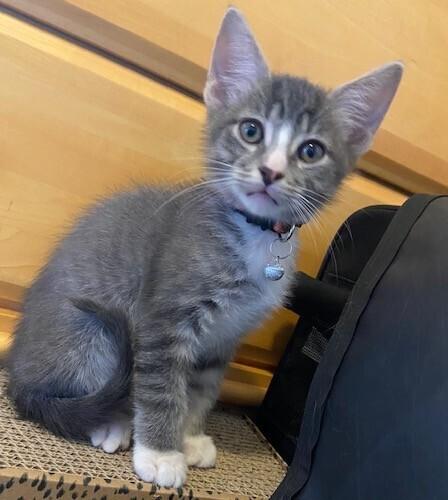 Enlarge Royce, a Adoptable mixed breed in Richardson, TX image 3/6