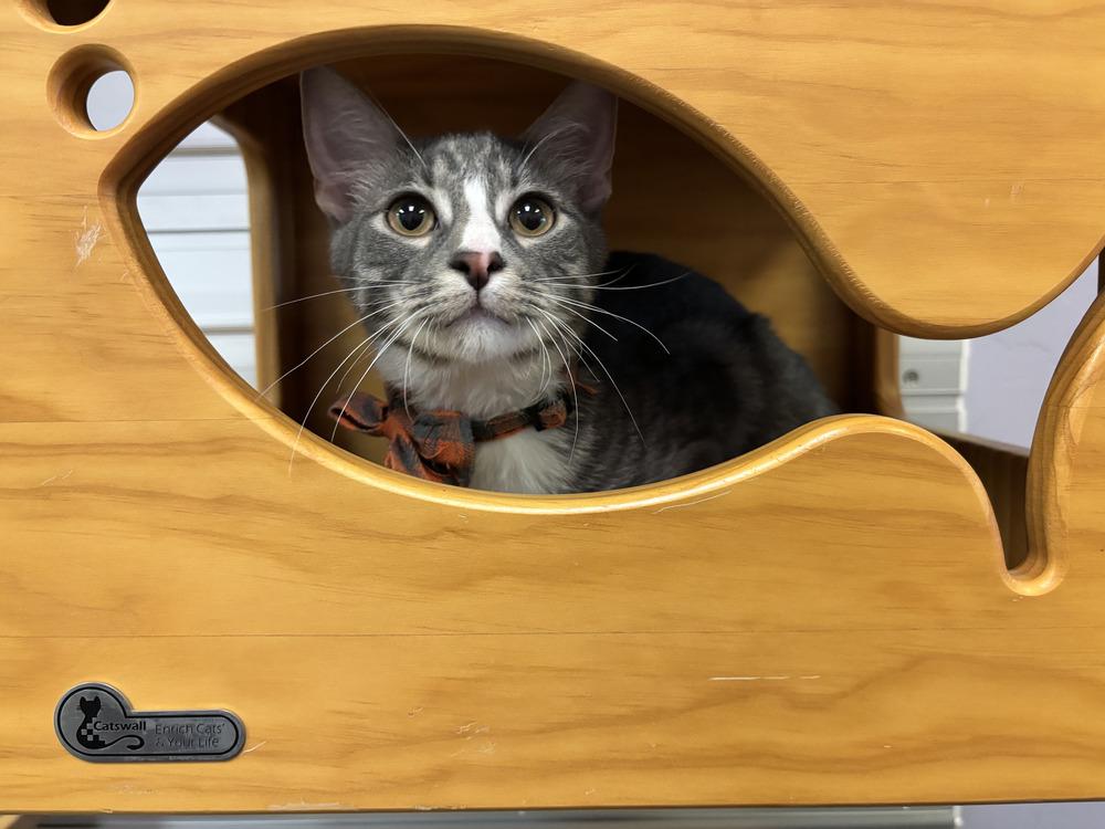 Enlarge Royce, a Adoptable mixed breed in Richardson, TX image 2/6