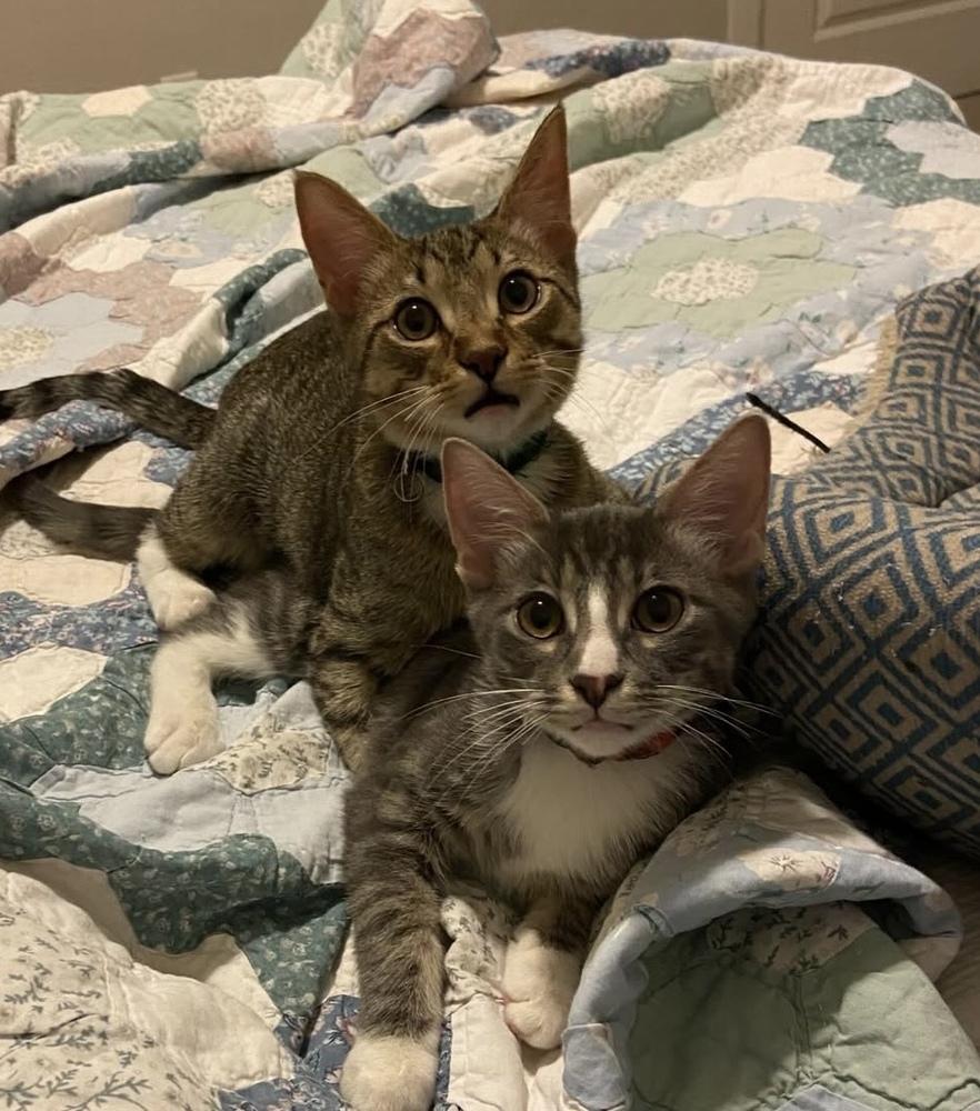 Enlarge Royce, a Adoptable mixed breed in Richardson, TX image 4/6