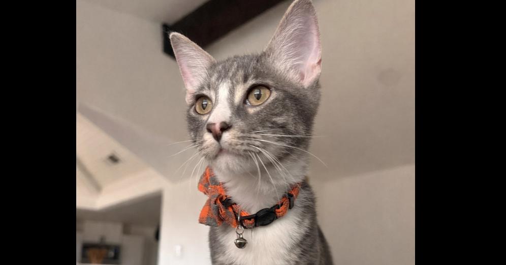 Enlarge Royce, a Adoptable mixed breed in Richardson, TX image 3/6