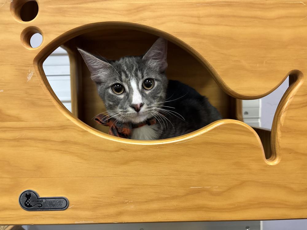 Enlarge Royce, a Adoptable mixed breed in Richardson, TX image 4/6