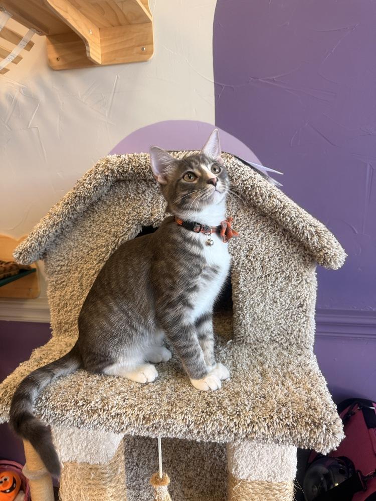 Enlarge Royce, a Adoptable mixed breed in Richardson, TX image 5/6