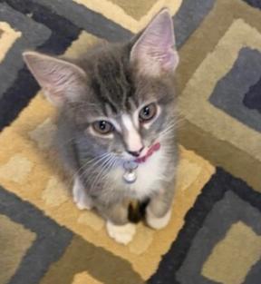 Enlarge Royce, a Adoptable mixed breed in Richardson, TX image 5/6