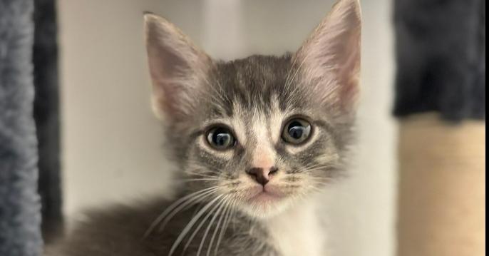 Enlarge Royce, a Adoptable mixed breed in Richardson, TX image 6/6