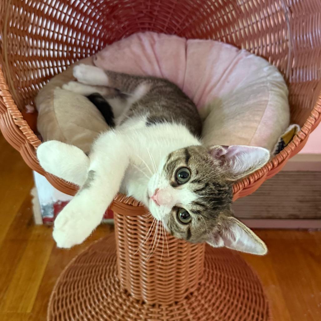 Salamander, a Adoptable Domestic Short Hair in Middleton, WI image 1/4