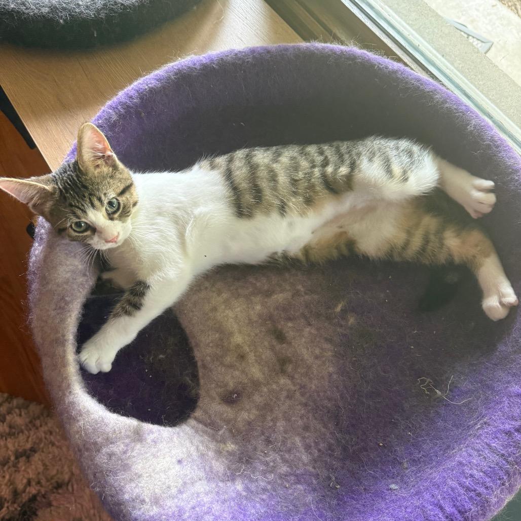 Salamander, a Adoptable Domestic Short Hair in Middleton, WI image 2/4
