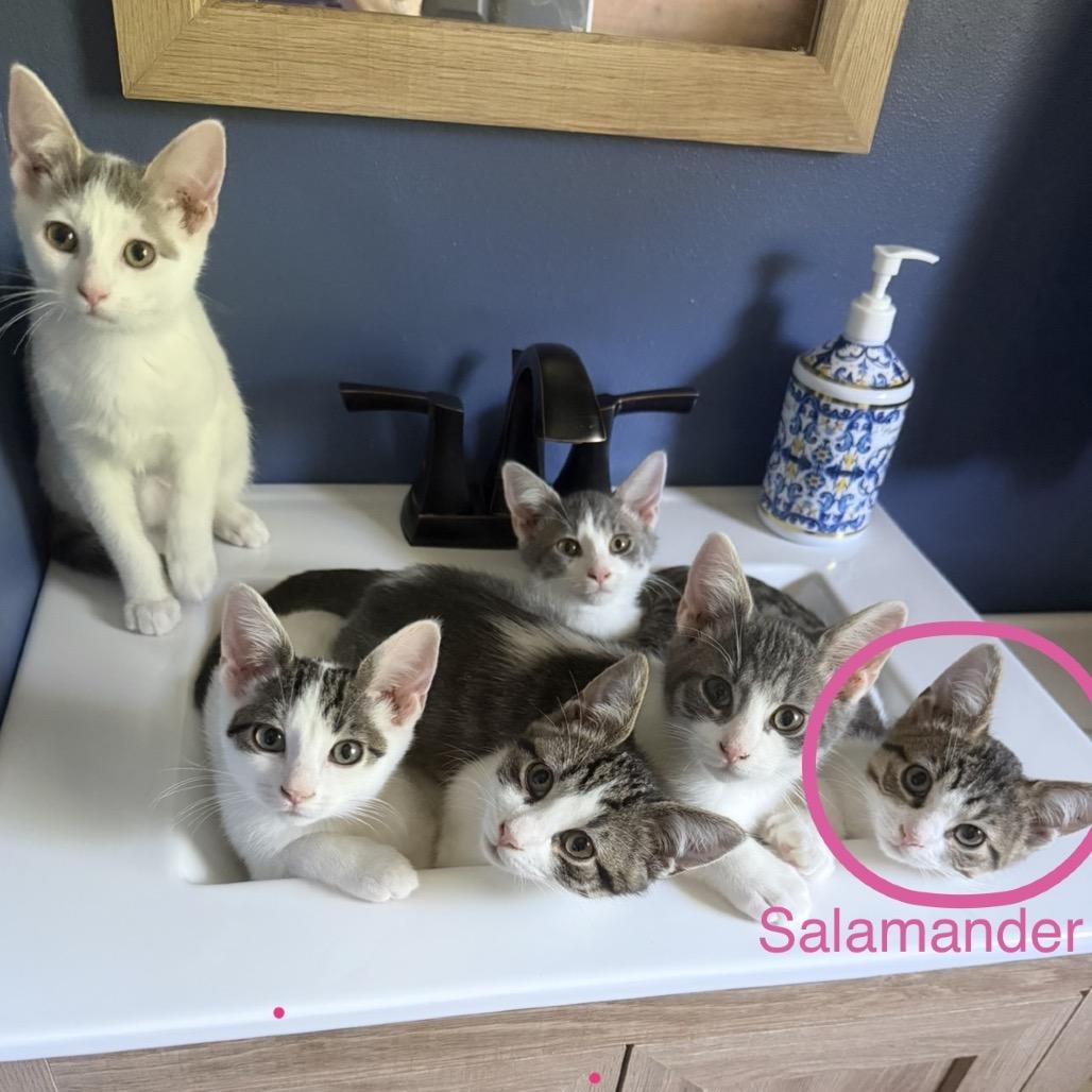 Salamander, a Adoptable Domestic Short Hair in Middleton, WI image 3/4