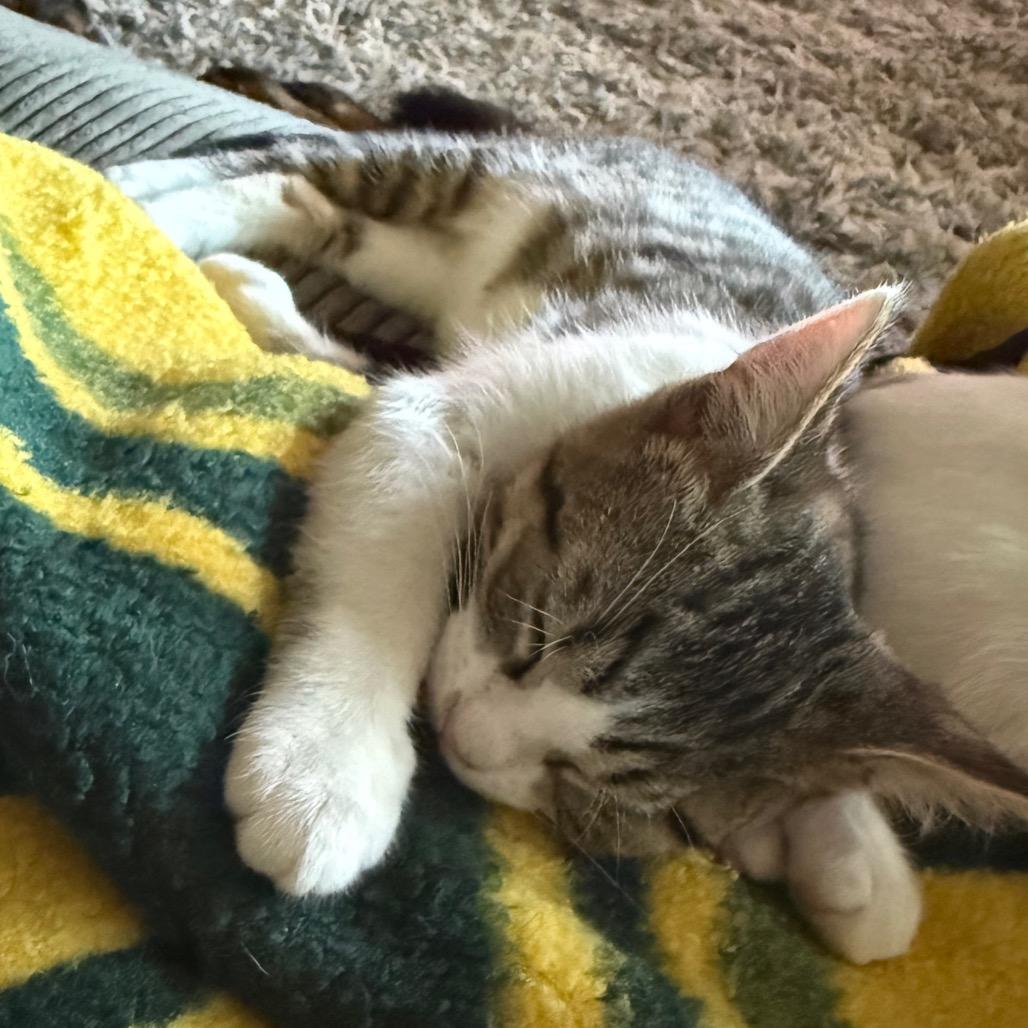 Salamander, a Adoptable Domestic Short Hair in Middleton, WI image 4/4