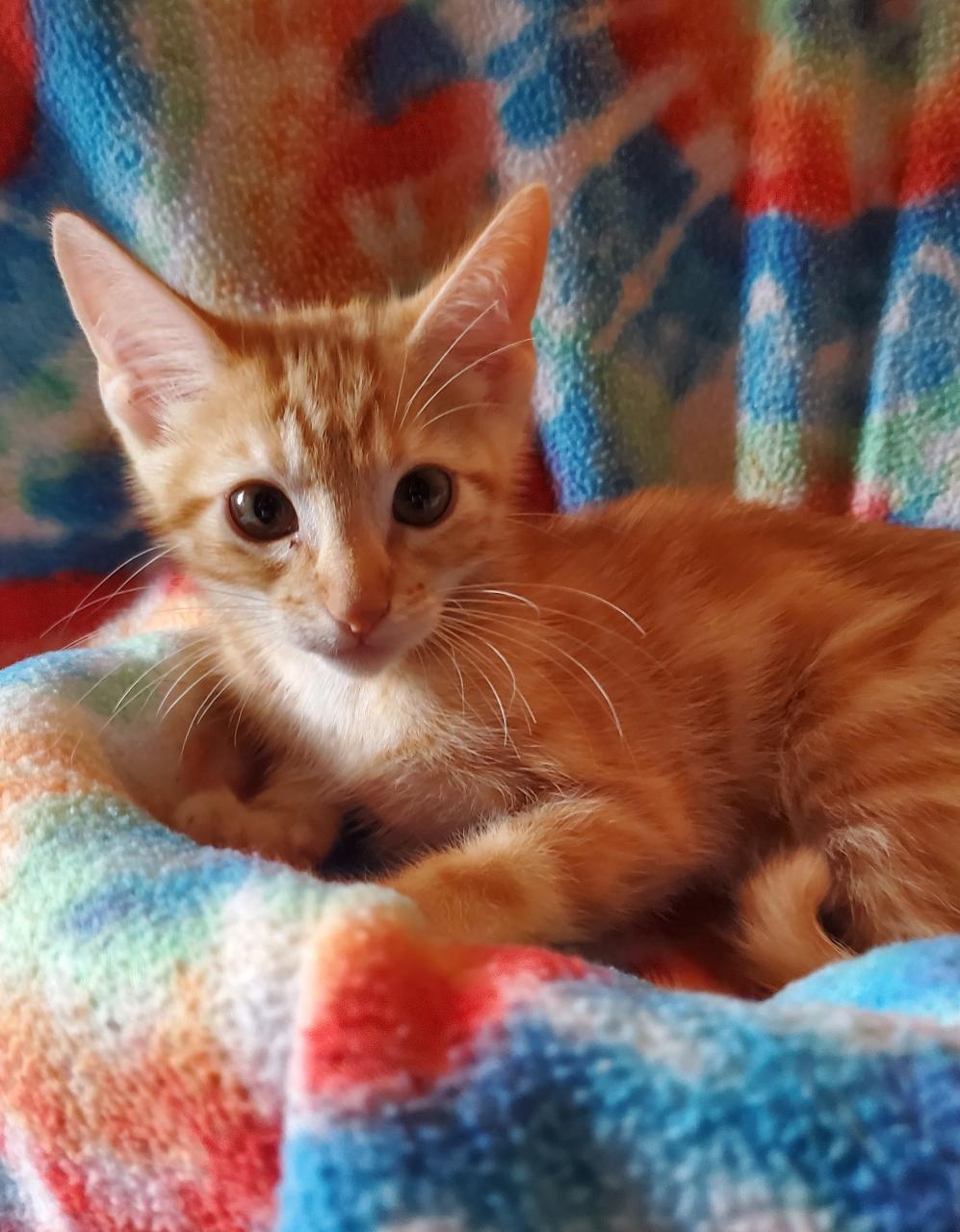 Sleepy- Riley Fuzzel Petsmart, adopted, Kitten Male Domestic Short Hair.