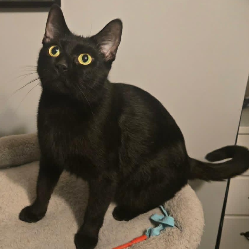 Monica - A Purrfect Panther, an adopted Domestic Short Hair in Hamilton, ON image 1/3