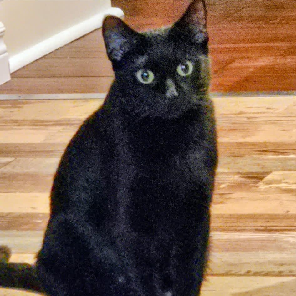 Monica - A Purrfect Panther, an adopted Domestic Short Hair in Hamilton, ON image 3/3