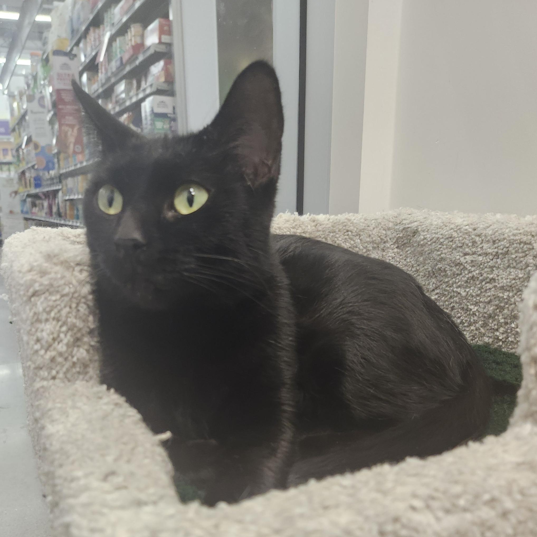 Monica - A Purrfect Panther, an adopted Domestic Short Hair in Hamilton, ON image 2/3