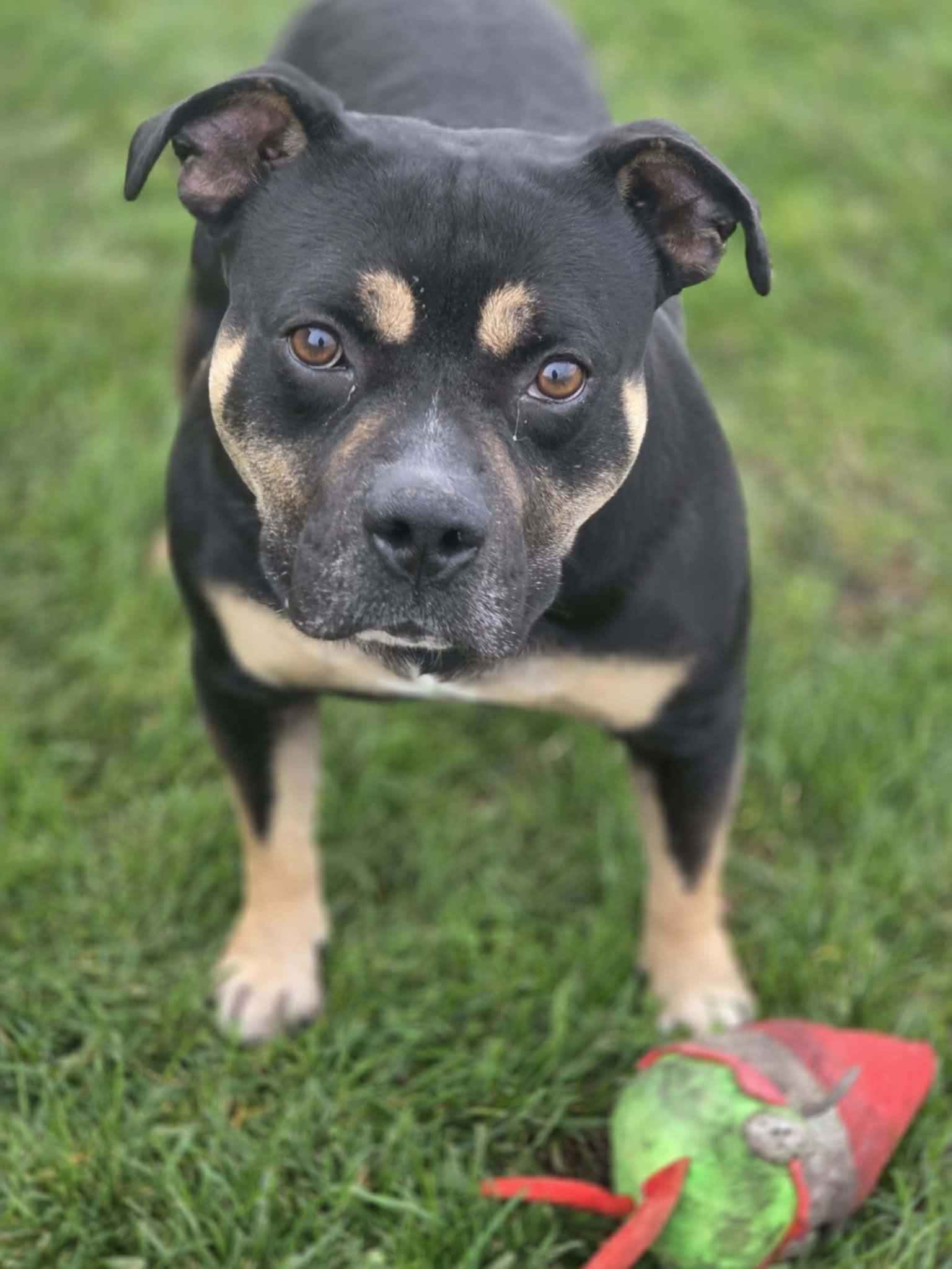Enlarge Butterball, a ADOPTABLE American Bully in Manteca, CA image 2/3