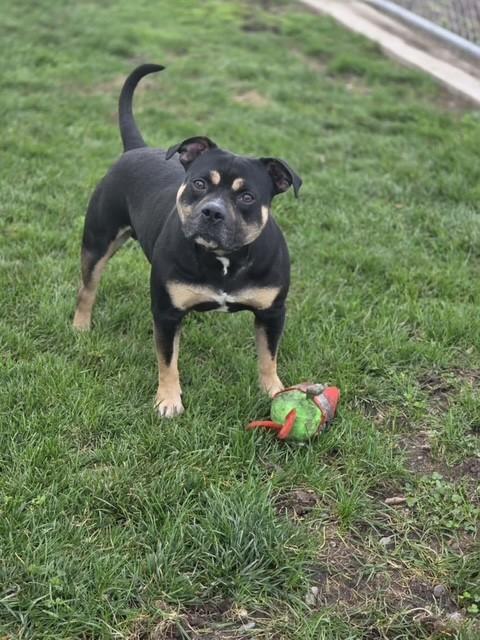 Enlarge Butterball, a ADOPTABLE American Bully in Manteca, CA image 3/3