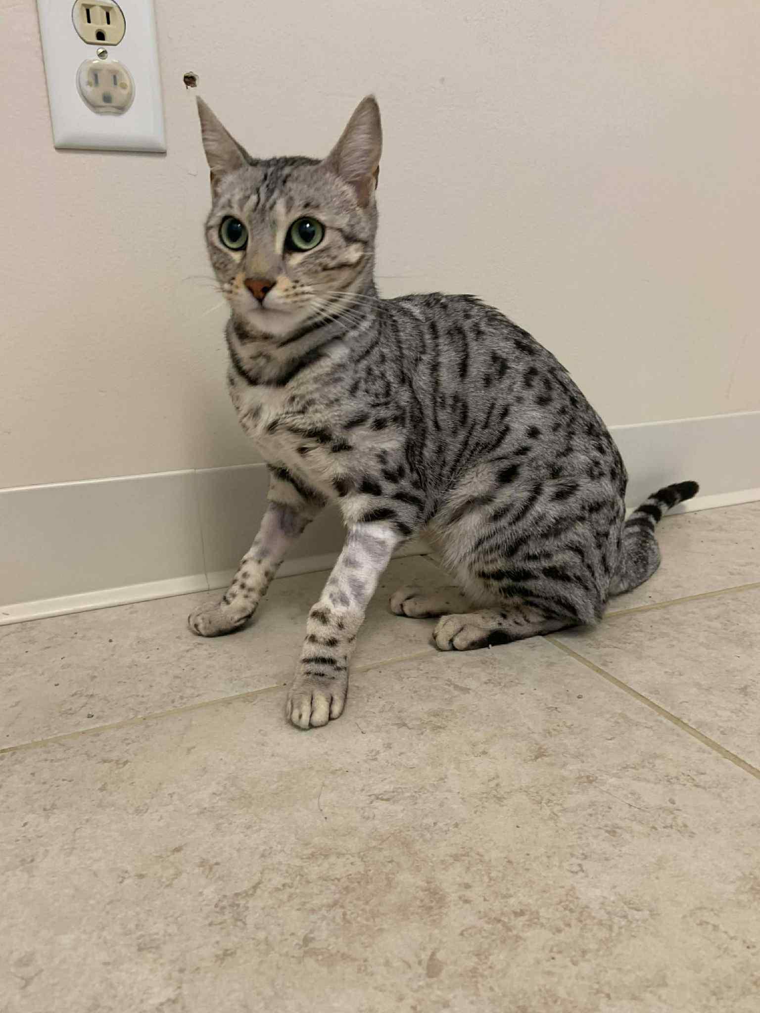 Enlarge Sage, a ADOPTABLE Bengal in Old Bridge, NJ image 2/3