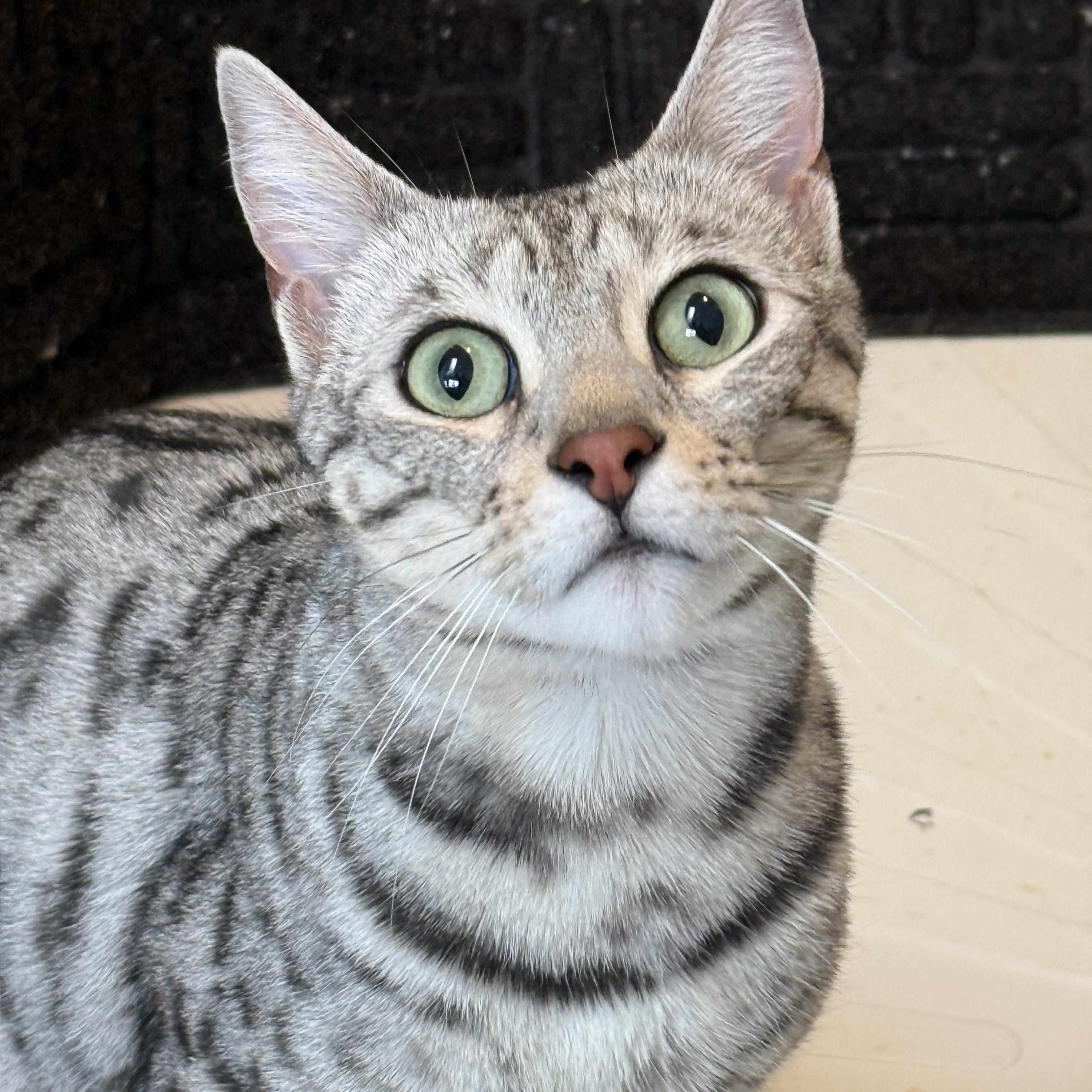 Enlarge Sage, a ADOPTABLE Bengal in Old Bridge, NJ image 1/3