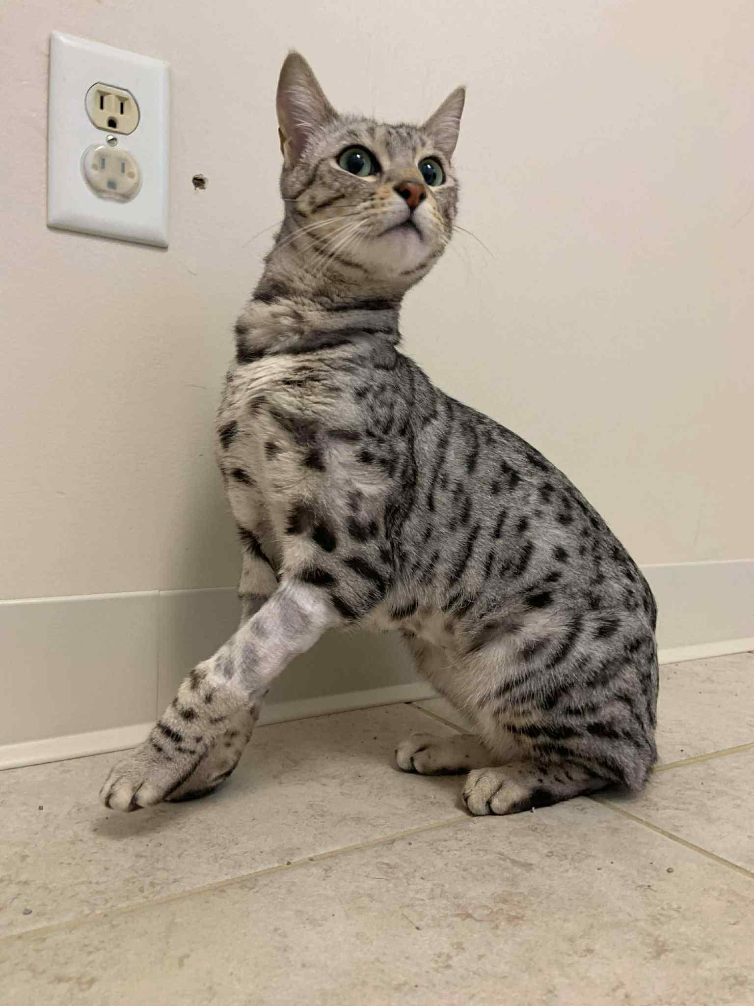 Enlarge Sage, a ADOPTABLE Bengal in Old Bridge, NJ image 3/3